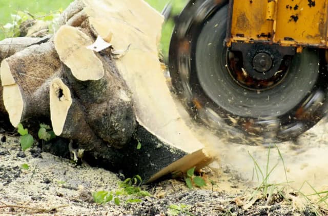 Professional stump grinding equipment removing tree stumps safely and efficiently in Johnson City, TN