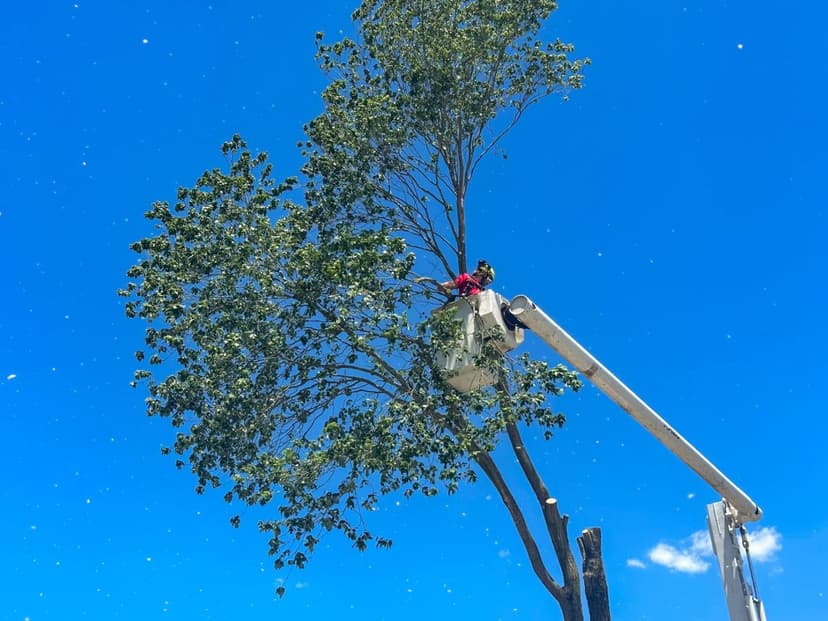 Tree trimming professional working on a tree