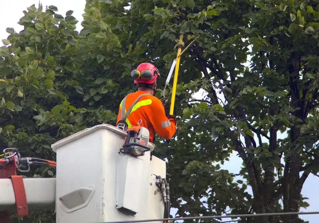 Certified tree trimmer